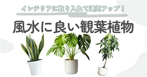 菊 風水|風水の効果が狙える植物を飾る – ワールド・オブ・風。